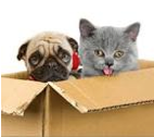 Safe Pets Moving with BC Alberta Movers 